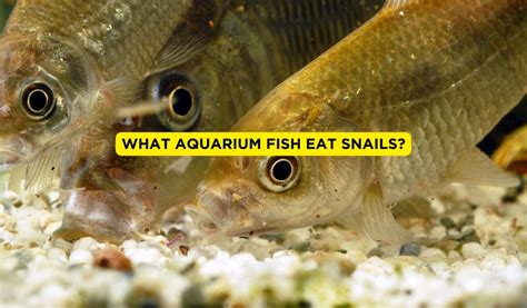 aquarium fish that eat snails|4 Small Aquarium Snails That Can Be a Pest .